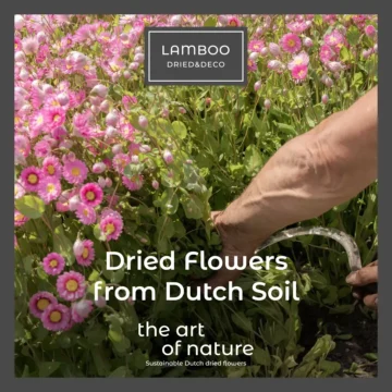 Dried Flowers from Dutch Soil