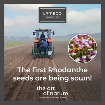 The first Rhodanthe seeds are being sown!